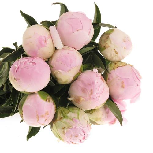 Pfingstrose rosa Baby Dinner 60 cm