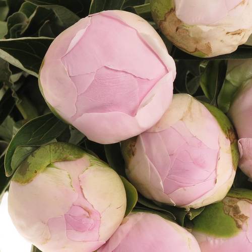 Pfingstrose rosa Baby Dinner 60 cm