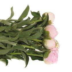 Pfingstrose rosa Baby Dinner 60 cm