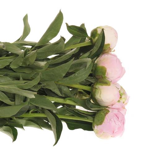 Pfingstrose rosa Baby Dinner 60 cm