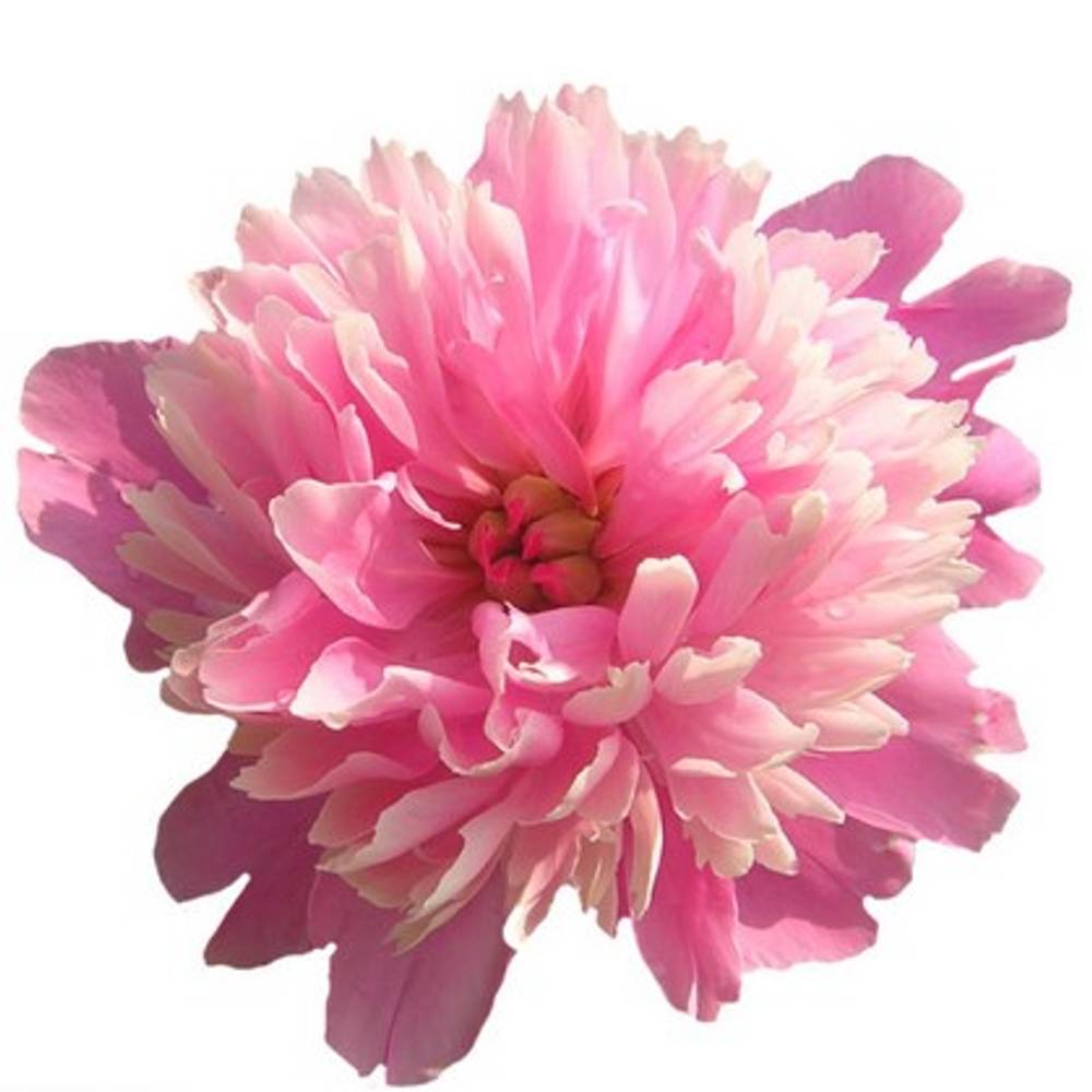 Pfingstrose rosa Baby Dinner 60 cm