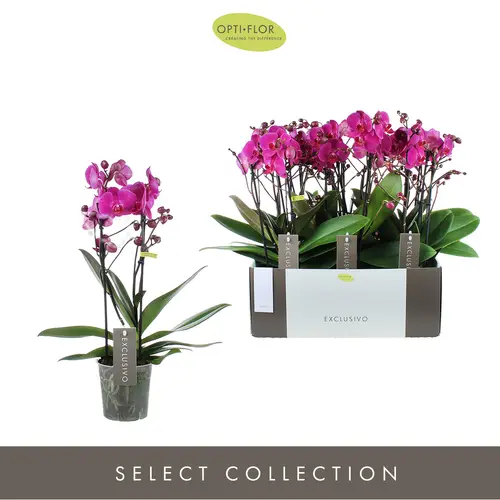 Phal.2-R lila Maeko Exclusivo T12 H45 