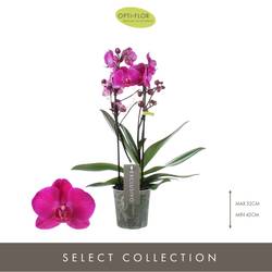 Phal.2-R lila Maeko Exclusivo T12 H45 