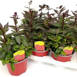 Lobelia rot Starship Scarlet T17 H040