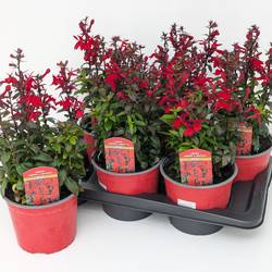 Lobelia rot Starship scarlet T17 H040