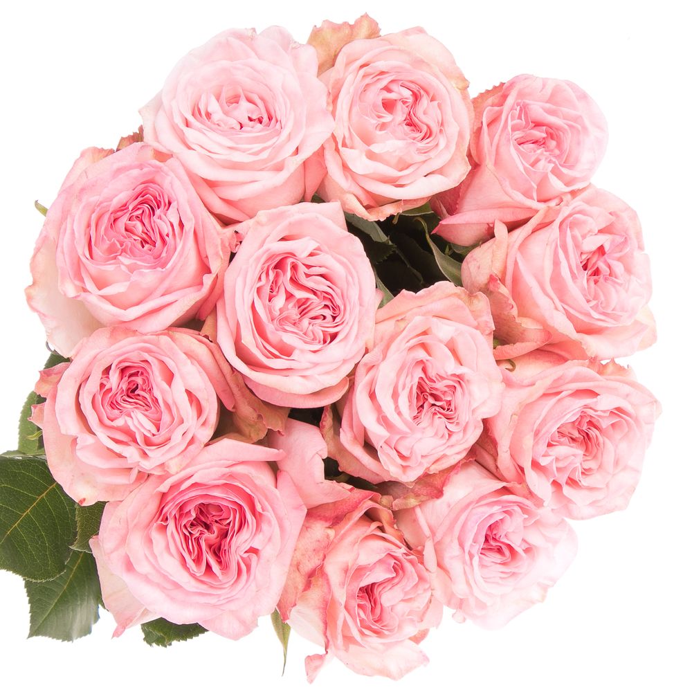 Rose hell rosa O Hara Pink duftend 60cm