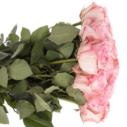 Rose hell rosa O Hara Pink duftend 60cm