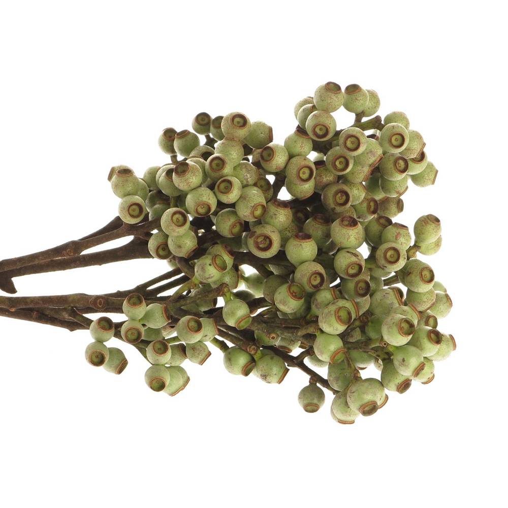Euca Torriliana Beere 60cm