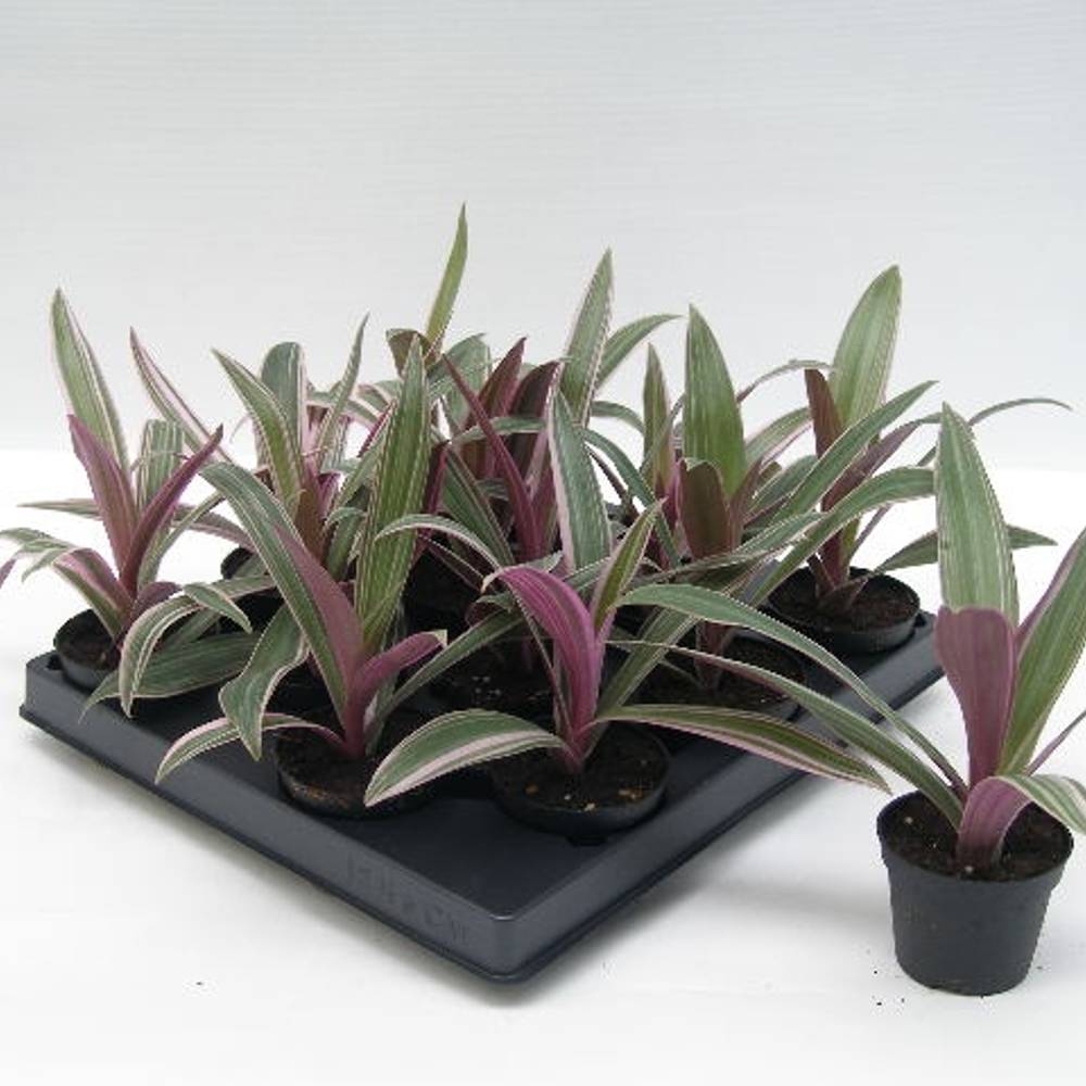 Tradescantia Spathacea T06 H010