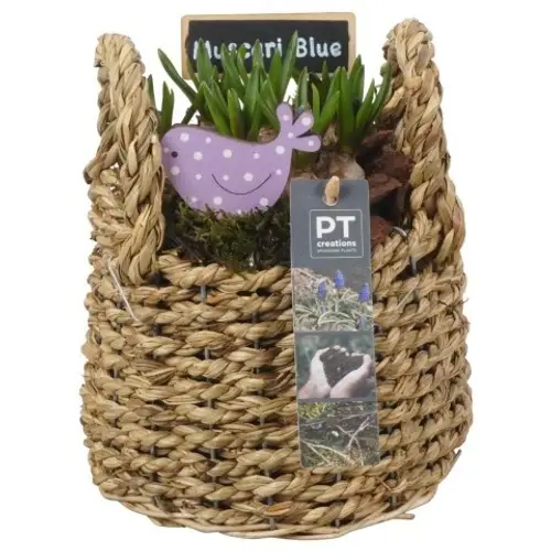 Muscari.Arr PTMB6219 T15 H020