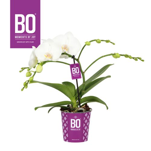Phal.1-R weiss Tablo T12 H40