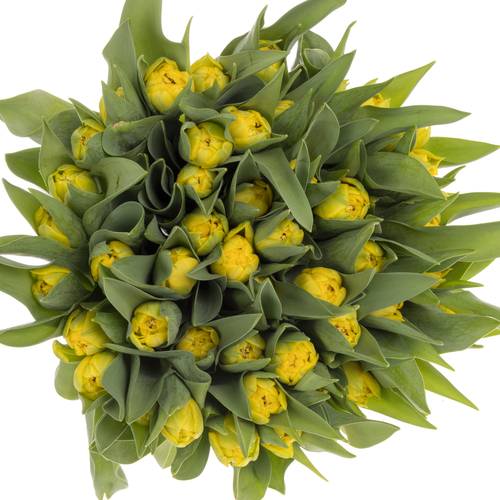 Tulpe gelb doppel Roadrunner triflor 36 Gramm