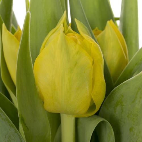 Tulpe gelb doppel Roadrunner triflor 36 Gramm