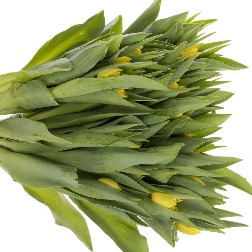 Tulpe gelb doppel Roadrunner triflor 36 Gramm