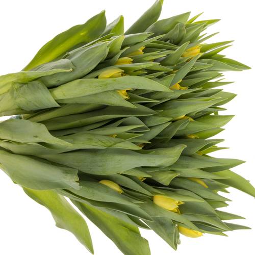 Tulpe gelb doppel Roadrunner triflor 36 Gramm