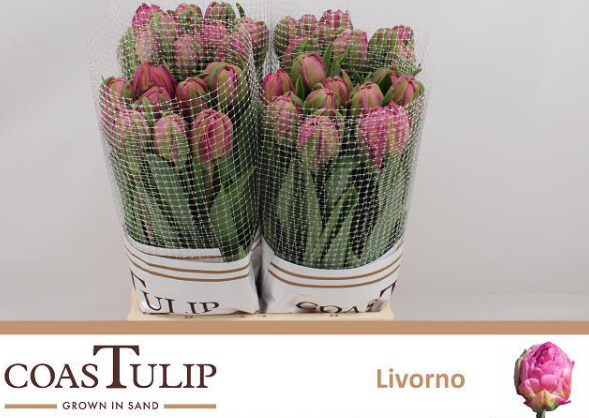 Franz.pink doppel Livorno Coas Tulip 45 Gramm 45cm