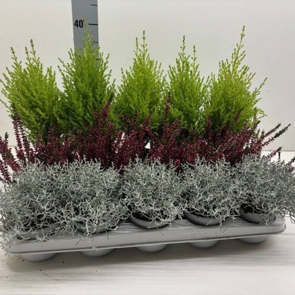 Herbst mix 3Sorten T10,5 H15