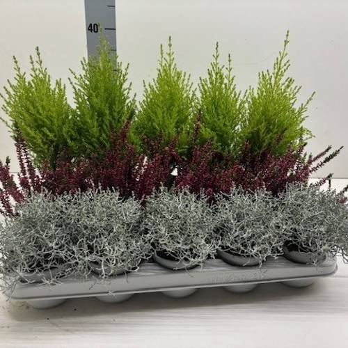 Herbst mix 3Sorten T10,5 H15