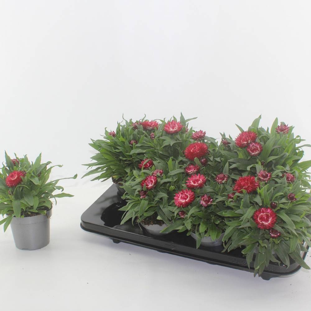 Strohblume Crispy Pink T12 H020