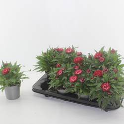 Strohblume Crispy Pink T12 H020