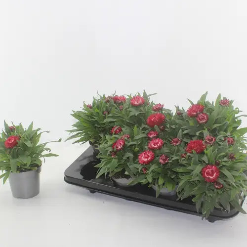 Strohblume Crispy Pink T12 H020