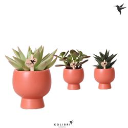 Succ.mix Im Scandic Topf terra T06 H15