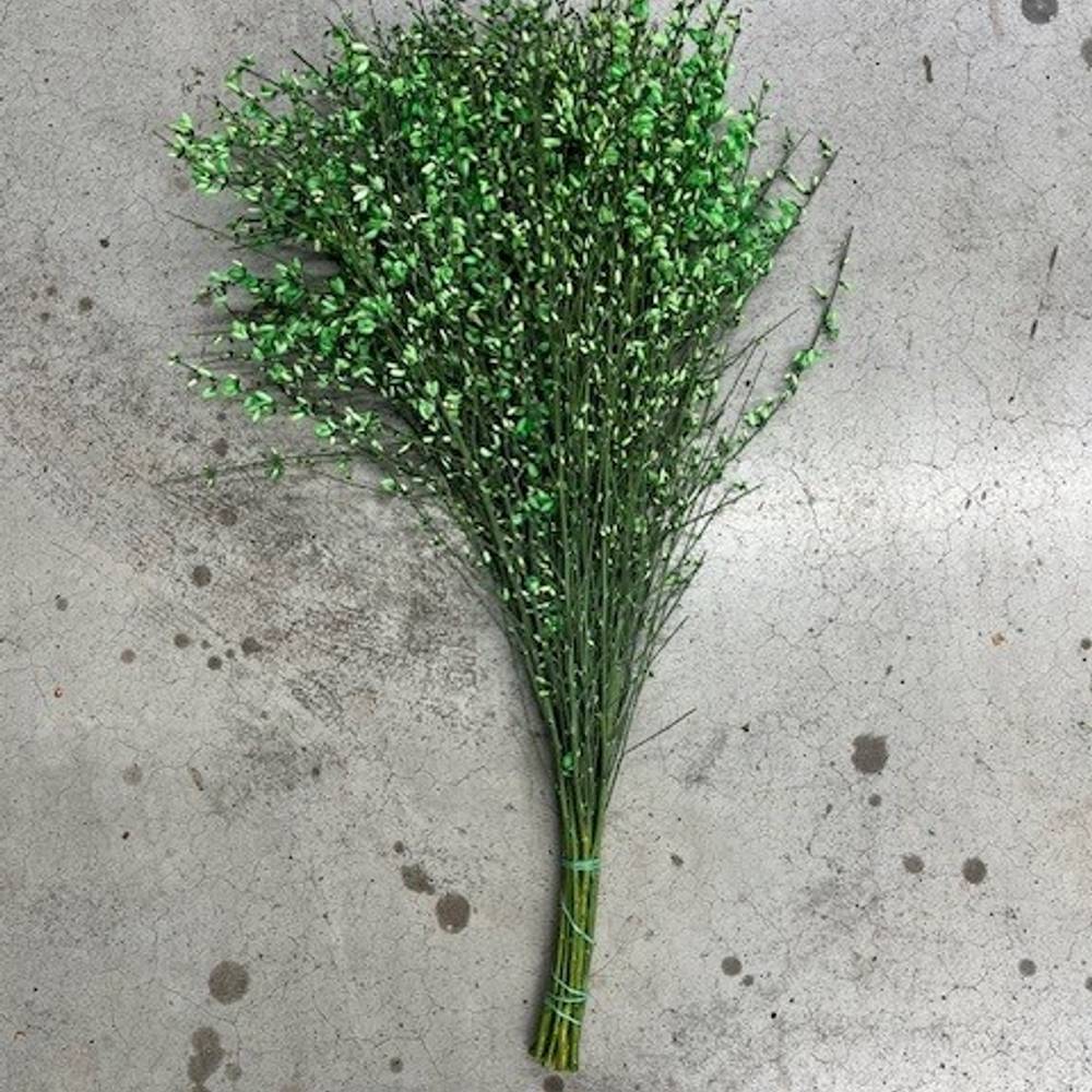 Ginster dunkel grün 400 Gramm