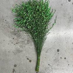 Ginster dunkel grün 400 Gramm