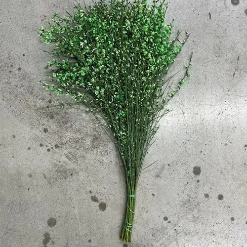 Ginster dunkel grün 400 Gramm