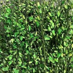 Ginster dunkel grün 400 Gramm