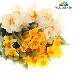 Narzisse mix Special 40cm