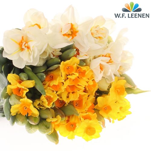 Narzisse mix Special 40cm