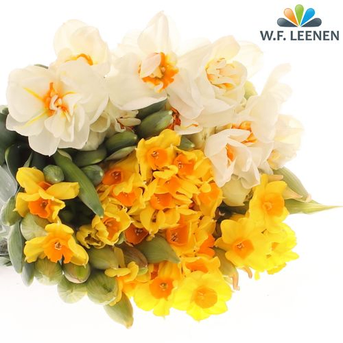 Narzisse mix Special 40cm