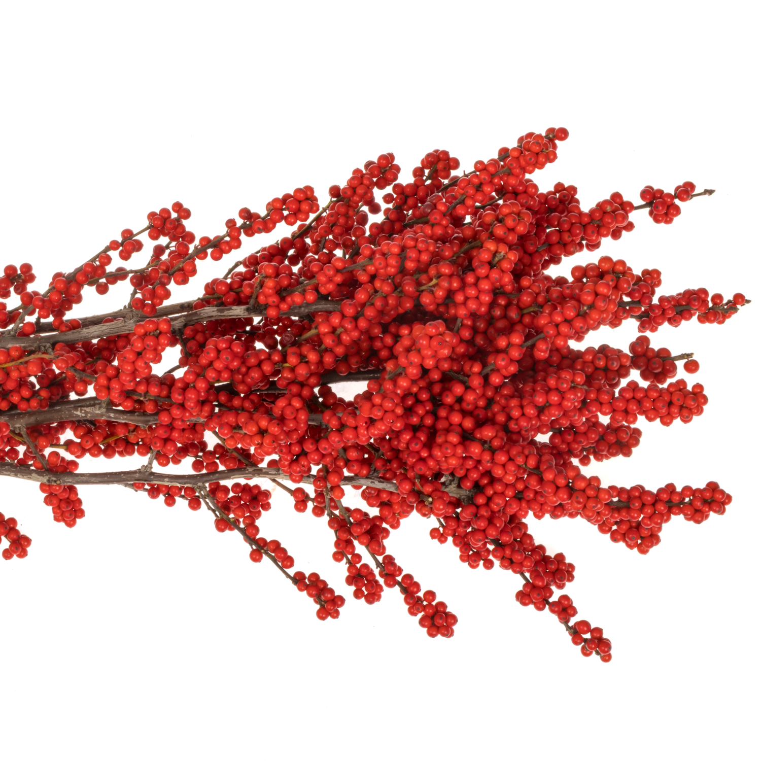 Ilex rot extra Magical Amarant 70cm