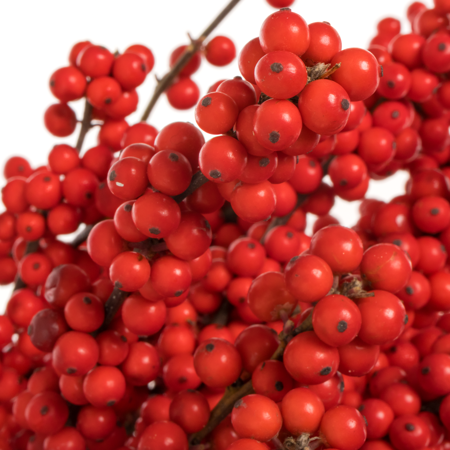 Ilex rot extra Magical Amarant 70cm