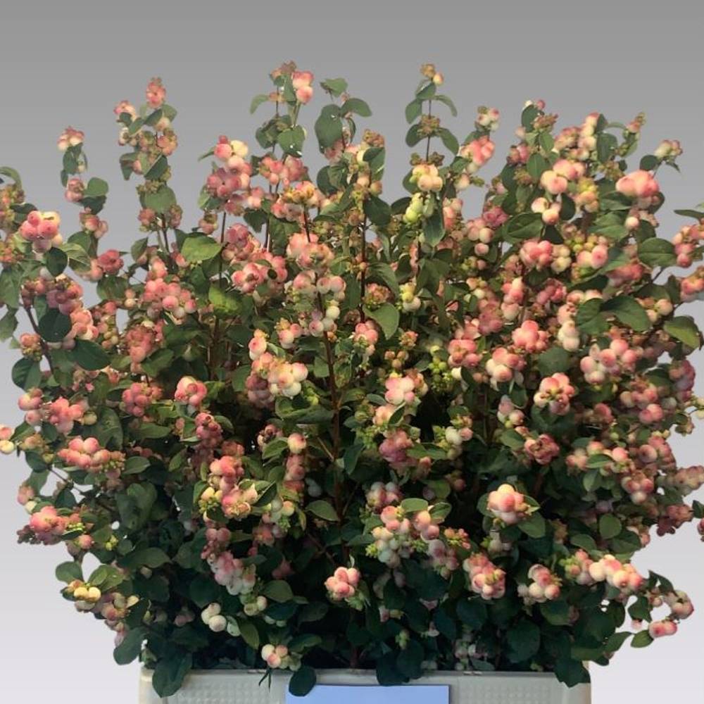 Schneebeere hell rosa Riding hood 80cm