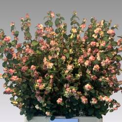 Schneebeere hell rosa Riding hood 80cm