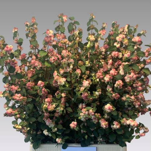 Schneebeere hell rosa Riding hood 80cm