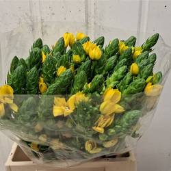 Ornithogalum gelb Volcan Sol 45cm