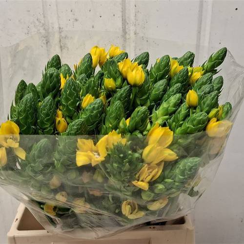 Ornithogalum gelb Volcan Sol 45cm