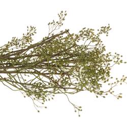 Hagebutte grün Corallo Ohne Dorn 60cm