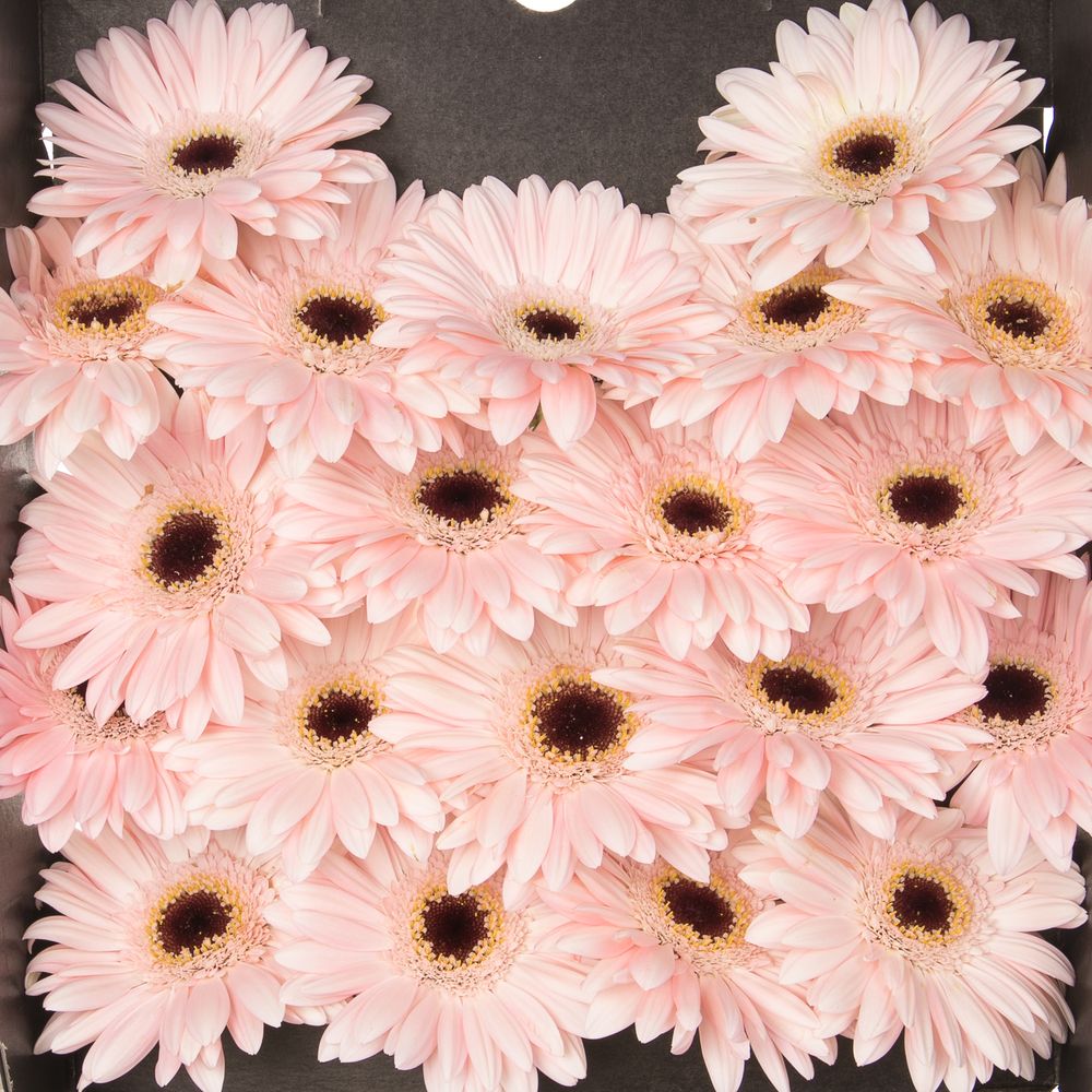 Germini rosa Macaron