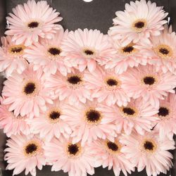 Germini rosa Macaron