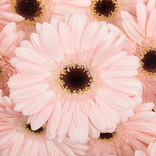 Germini rosa Macaron