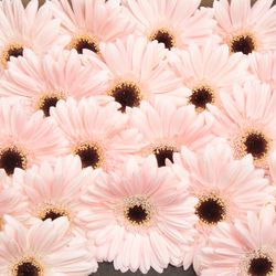 Germini rosa Macaron