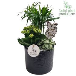 Chamaed.Arr CH001 Amy schwarz T14 H035