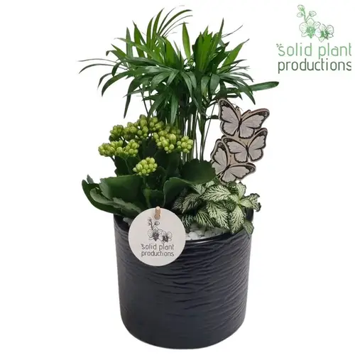 Chamaed.Arr CH001 Amy schwarz T14 H035