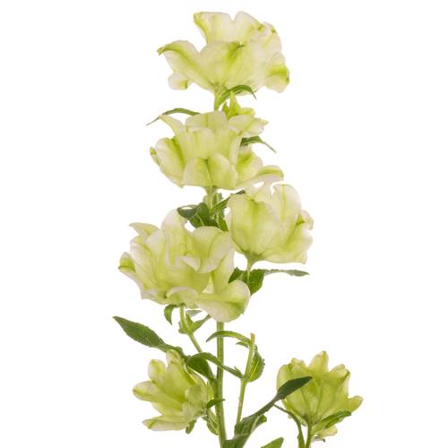 Campanula Glocken Evergreen Pink 70cm