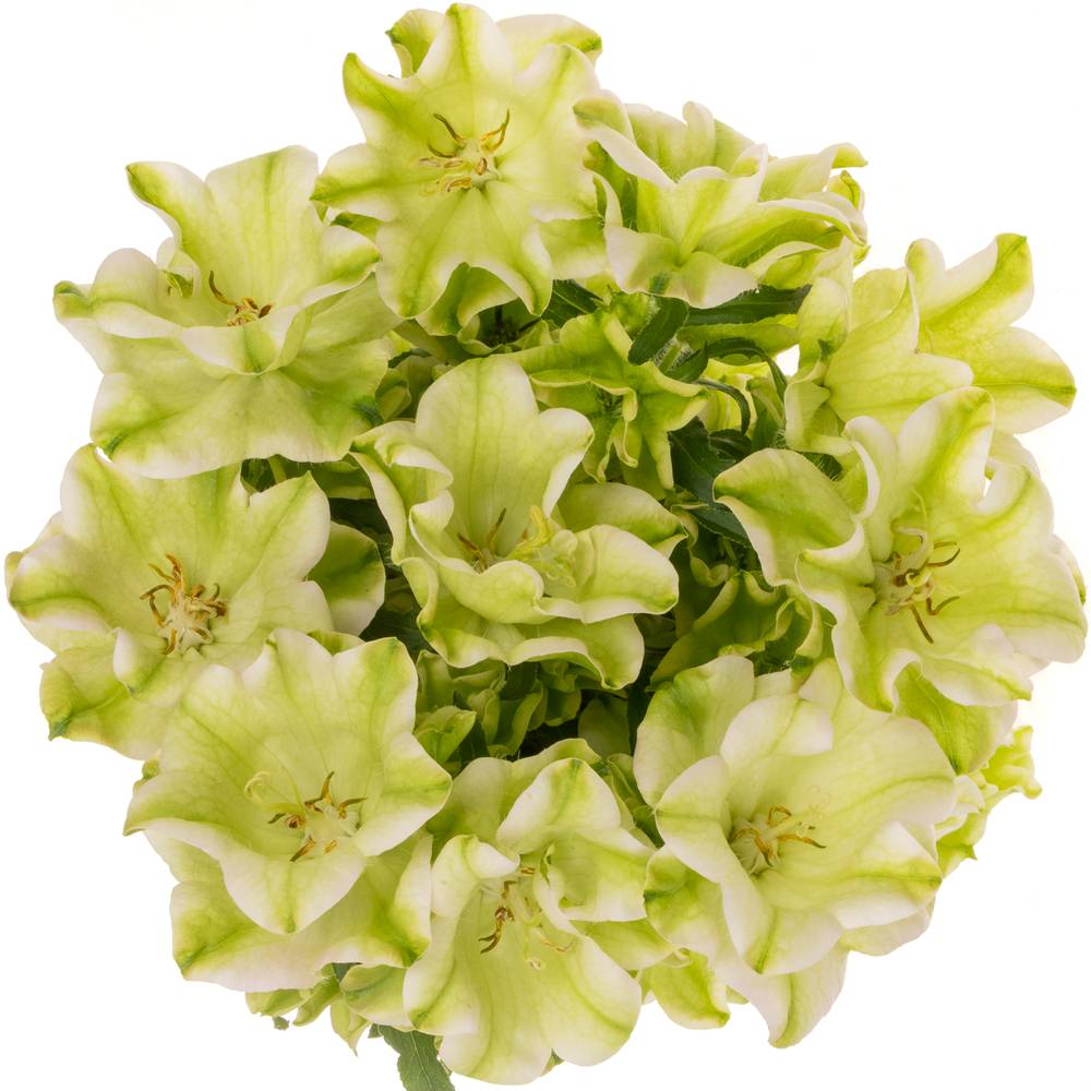 Campanula Glocken Evergreen Pink 70cm