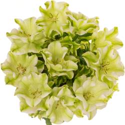 Campanula Glocken Evergreen Pink 70cm